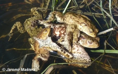 Skupina ropuch obecných v náručí na vodní rostlině.