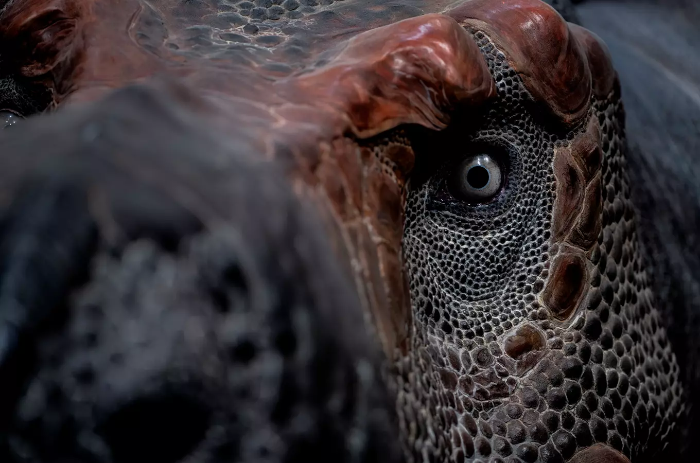 Detailní záběr na oko dinosaura s texturovanou kůží.