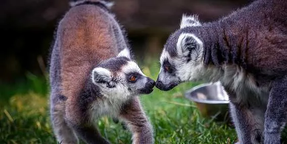Dva lemuríci se dotýkají nosů na trávě v zoo.