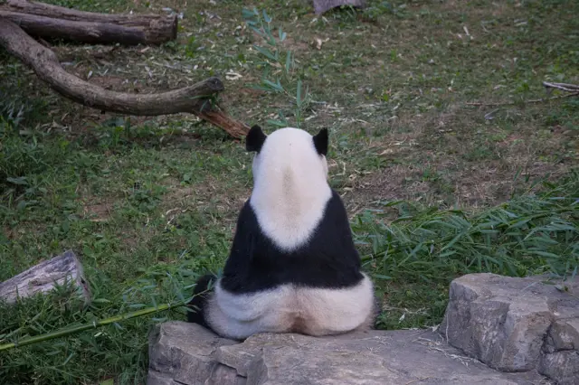 Velká panda sedí na skále v přírodním prostředí.