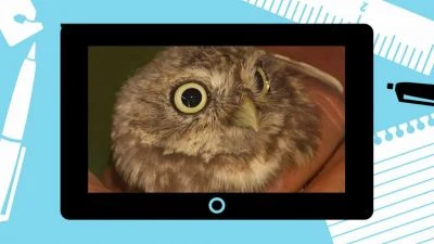 Little owl face close-up