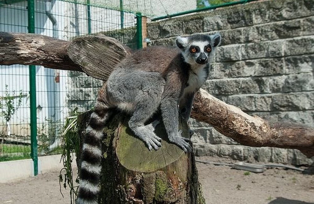 Ringtailed lémur sedící na kmeni v zoo.