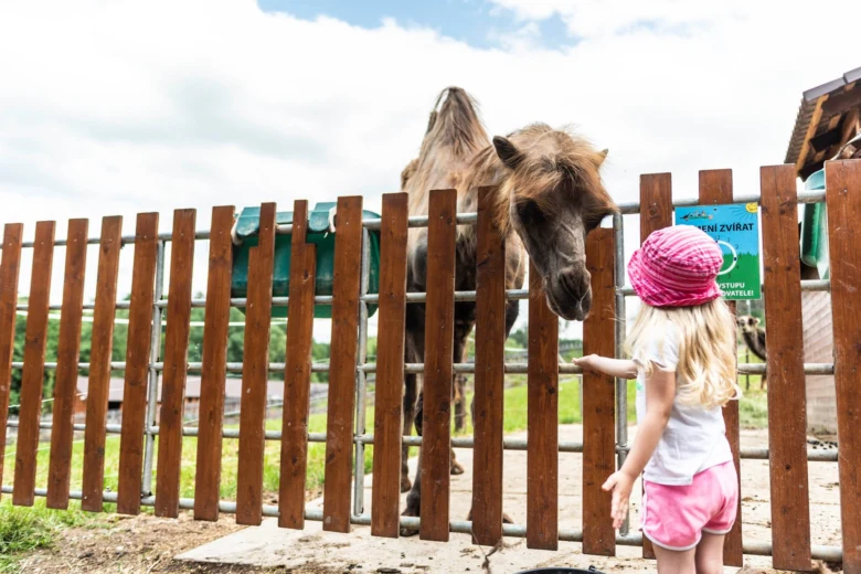 Dívka krmit velkou hmyzím za plotem v pražské zooparku.